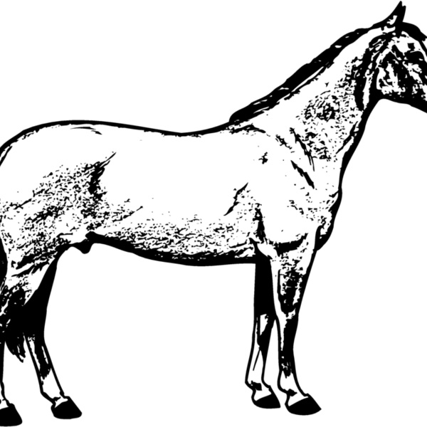 HORSE020 Thumbnail