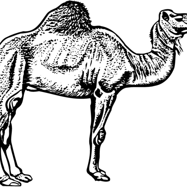 CAMEL005 Thumbnail