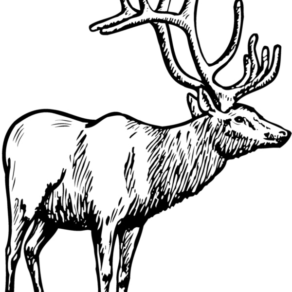DEER028 Thumbnail