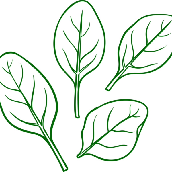 Spinach Thumbnail