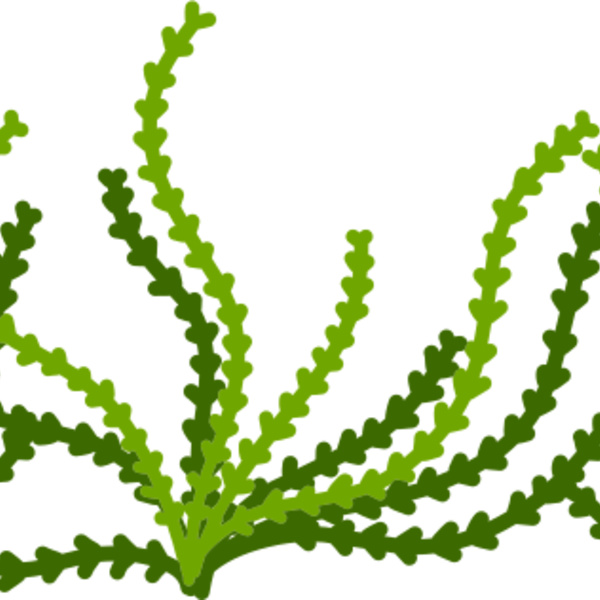 Sea Plant Thumbnail
